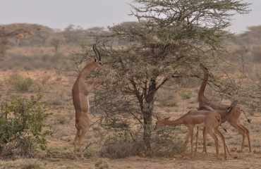 gerenoek Samburu ©All for Nature Travel