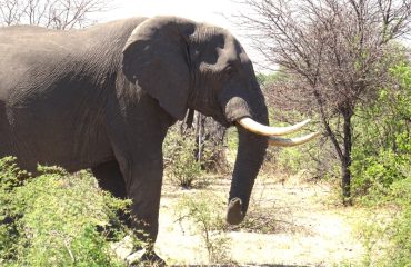 Big Tusker 40 jaar Boteti rivier ©All for Nature Travel web