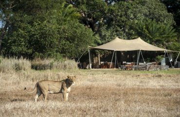 Busanga Bush Camp met leeuwin