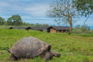 reuzenschildpad Galapagos, Santa Cruz, safaritent, Galapagos Magic