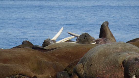 walrussen Spitsbergen