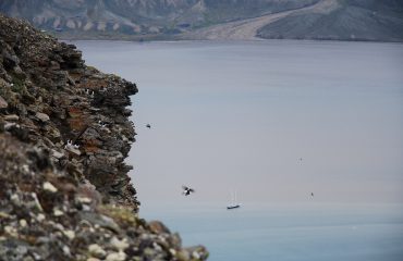 Bird cliff Spitsbergen