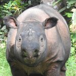 Andatu, Sumatran Rhino , met dank aan Stoots