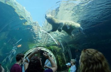 ijsbeer Assiniboine Zoo Winnipeg