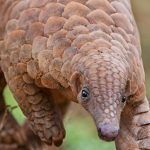 Pangolin Conservation Project Sri Lanka