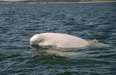 beluga Churchill frontiers north