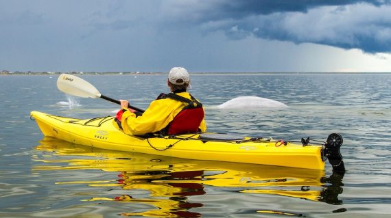 beluga ©EricLindberg frontiers north
