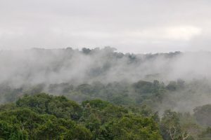 Cristalino lodge, amazone, alta florest