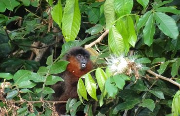 Dusky Titi monkey ©All for Nature