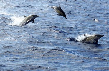 Gewone-dolfijnen-gaan-los met dank aan Kieke