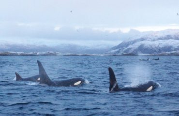 orka's  Noorwegen met dank aan Kieke