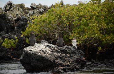 Galapagos pinguins ©All for Nature Travel