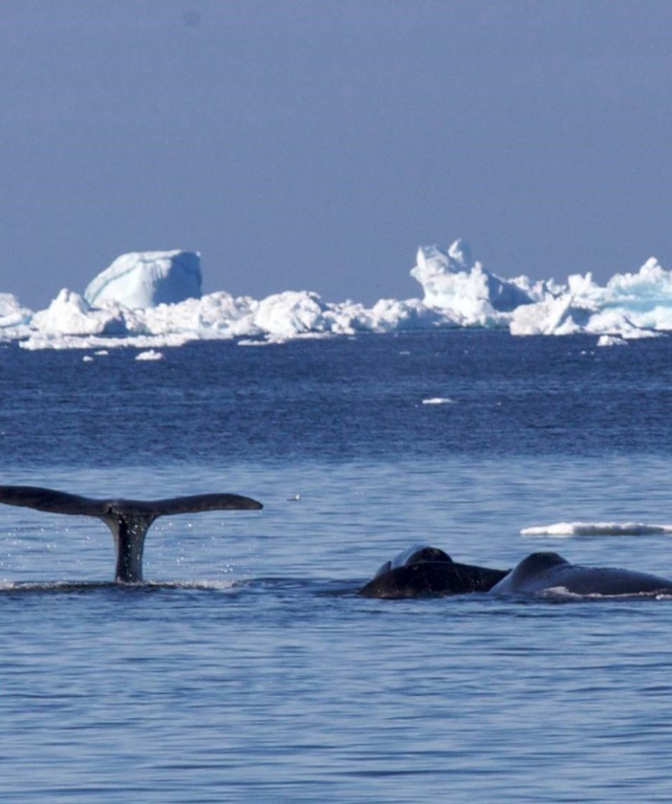 Groenlandse walvissen langs het pakijs