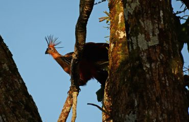 Hoatzin in Yasuni ©All for Nature Travel