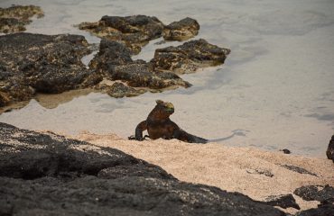 Marine iguana komt aan land ©All for Nature Travel op Isabela