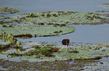 Victoria Amazonica met jacana ©All for Nature