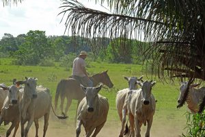 Pousada Aguape, Pantanal reis, wildlife, brazilie