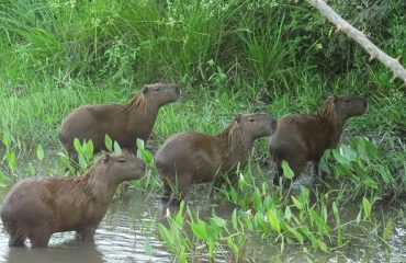 capibara's Pantanal