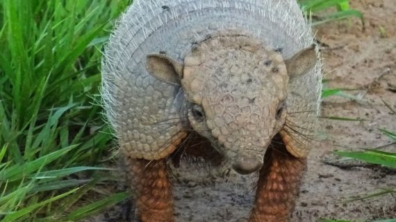 gordeldier armadillo Pantanal