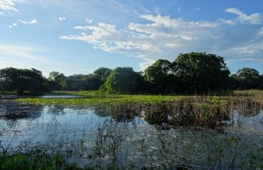 Pantanal, grootste wetland ter wereld