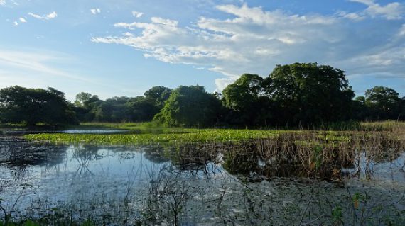 Pantanal, grootste wetland ter wereld