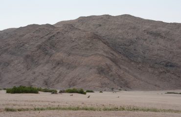 woestijnleeuwen op jacht Hoanib Valley ©All for Nature Travel