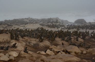 zeeleeuwen Skeleton Coast ©All for Nature Travel