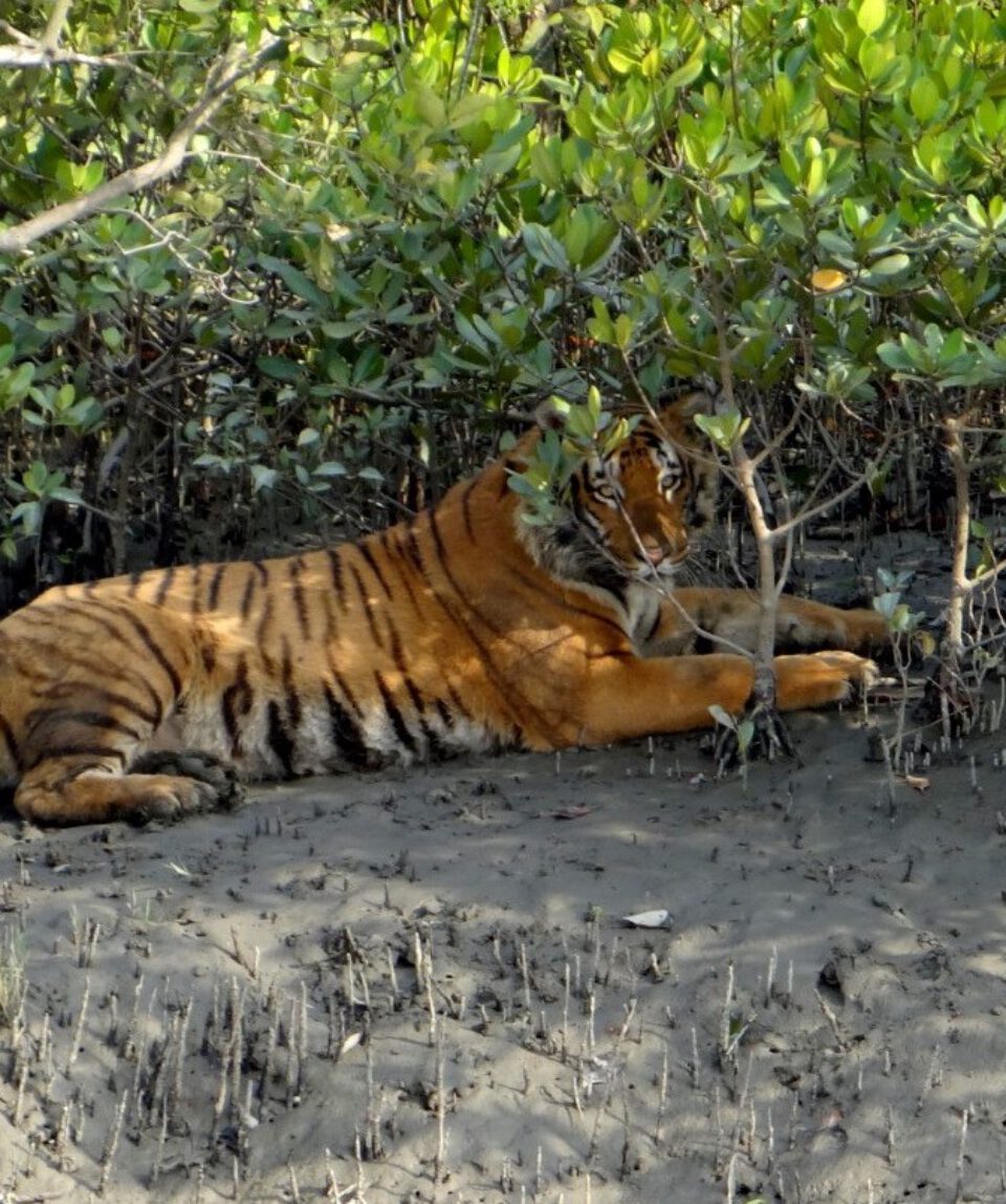 Tiger Sunderbans