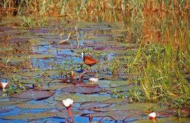 Jacana Okavango