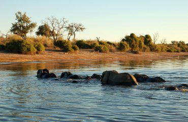 Olifanten Okavango