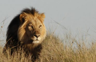 black maned lion Kalahari Game Lodge