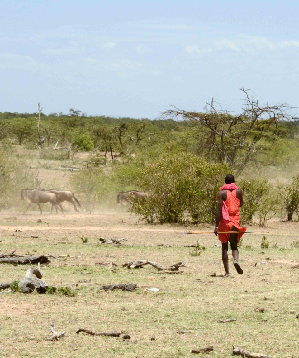 Maasai walking met wildebeest migratie