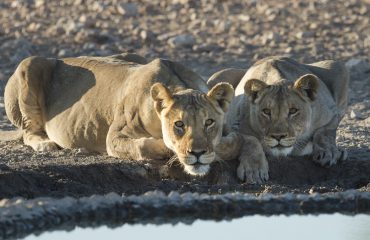 leeuwen bij Etosha © Ongava