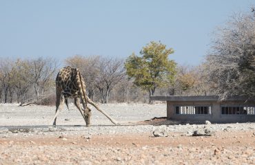 Ongava Anderssons Camp Hide