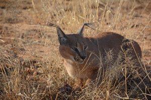 Naankuse Lodge, Naankuse Foundation, Namibie reis