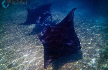 Manta Rays ©All for Nature Travel