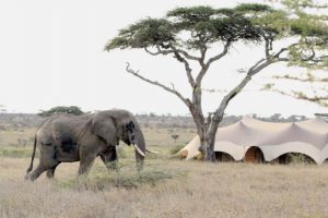 Namiri Plains, Asilia, Serengeti, Safari Tanzania