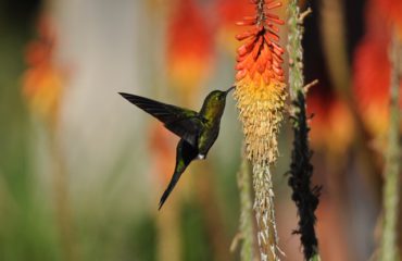 kolibri Chilcabamba ©All for Nature Trave