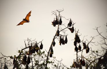 Flying Foxes Komodo NP