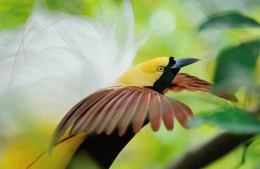 bird of paradise dancing
