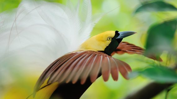 bird of paradise dancing