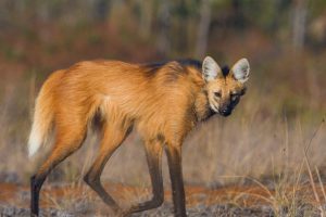 Manenwolf, maned wolf, cerrado, safari Brazilie, brazilie wildlife, Pousada Trijuncao