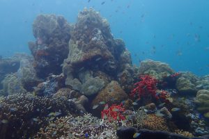 kleinschalige lodge Tufi, duiken Papoea