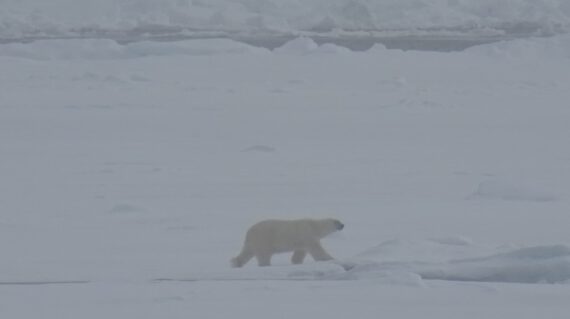 ijsbeer bij Spitsbergen