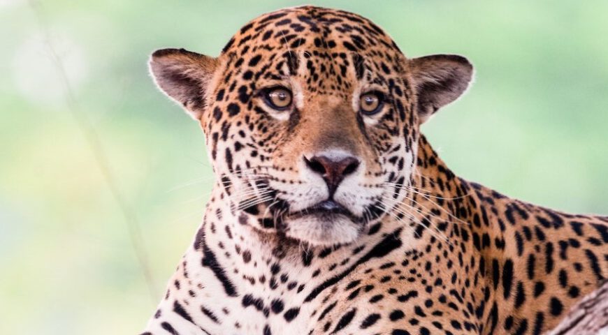 jaguar lichtgroene ogen ©Noel van Bemmel