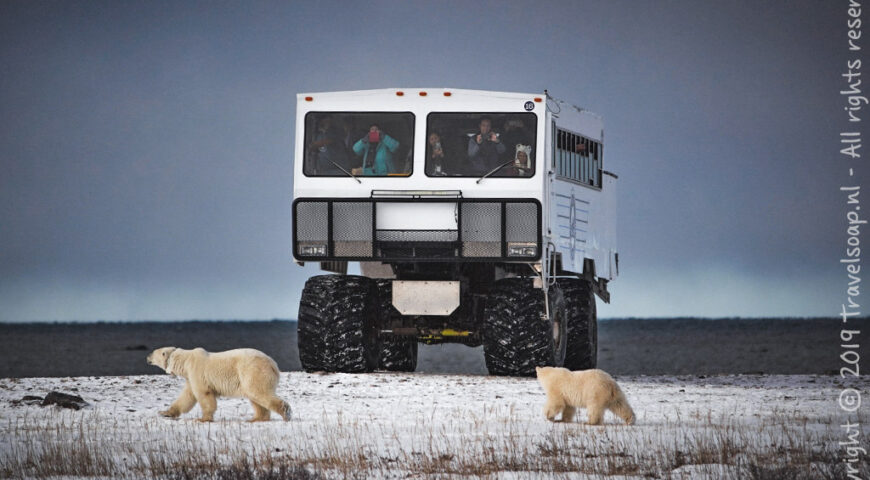 ijsberen voor de Tundra Buggy ©Travelsoap.nl