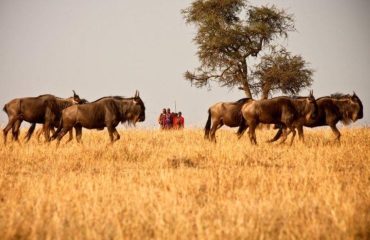 walking-safaris-mara-naboisho-kenya-3_edited