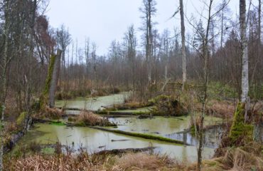 Beek Bialowieza ©All for Nature Travel