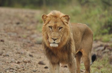 Leeuw langs de weg Kruger ©All for Nature Travel