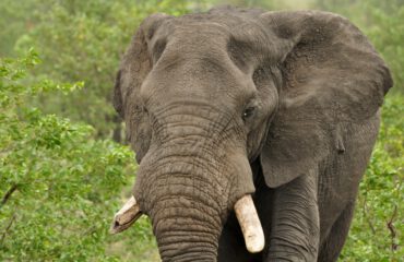 olifant Kruger ©All for Nature Travel